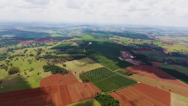 Plantacji kawy, Brazylia. Antenowe — Wideo stockowe