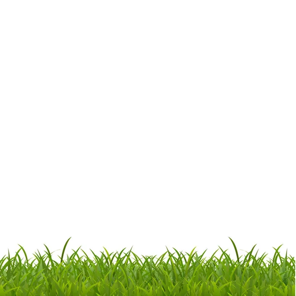Realistic Green Grass Spring Grass Field Nature White Background — Stock Photo, Image
