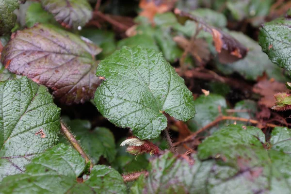 Rubus Calycinoides Hay Rosaceae Açık Hava Bitkileri 2020 — Stok fotoğraf