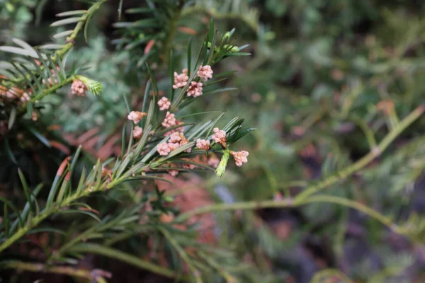 Cephalotaxus Harringtonia Var Drupacée Koidz Plantes Plein Air 2020 — Photo