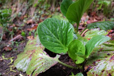 Bergenia cordifolia (Hawh. ), açık hava bitkileri 2020