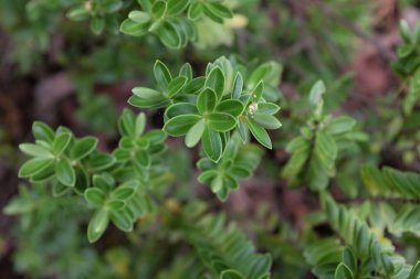 Hebe (Gree Globe), açık hava bitkileri 2020