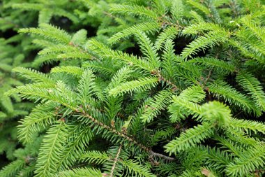 Picea abies L. (Nidiforis), açık hava bitkileri 2020