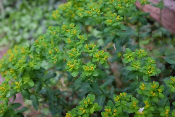 Euphorbia Polychroma Kern Plantes Plein Air 2020 — Photo