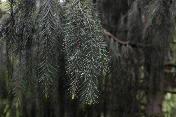 Picea Breweriana Watson Pinaceae Szabadtéri Növények 2020 — Stock Fotó