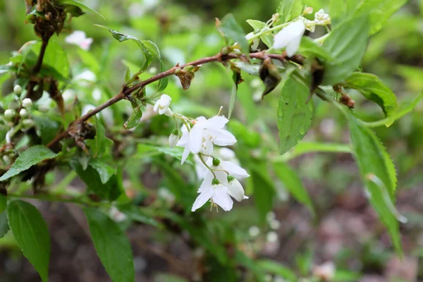 Deutzia Gracilis Hydrangeaceae Rośliny Ogrodowe 2020 — Zdjęcie stockowe