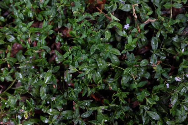 Vinca Minor Apocynaceae Outdoor Plants 2020 — Stock Photo, Image