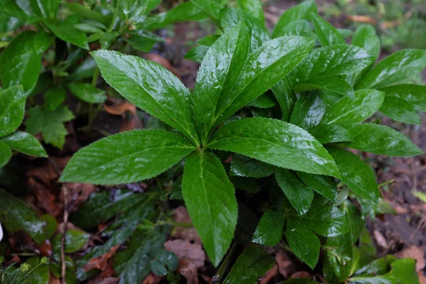 Helleborus Purpurpurascens Var Alba Açık Hava Bitkileri 2020 — Stok fotoğraf