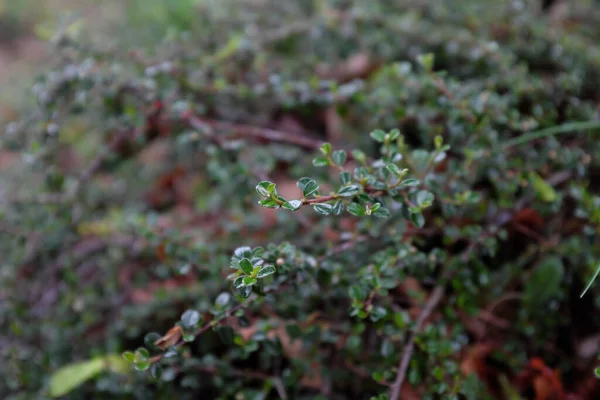 Cotoneaster Buxifolius Lindl Rosacées Plantes Plein Air 2020 — Photo