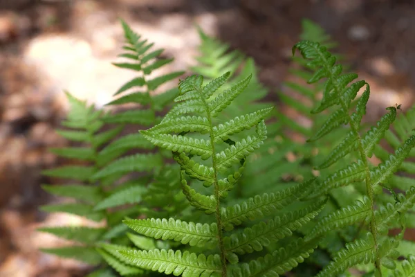 Athyrium Filix Femina Wodsiaceae Plantas Livre 2020 — Fotografia de Stock