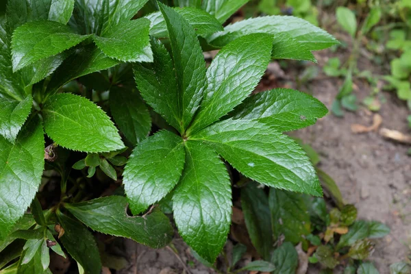 Helleborus Purpurpurascens Var Alba Tanaman Luar Ruangan 2020 — Stok Foto