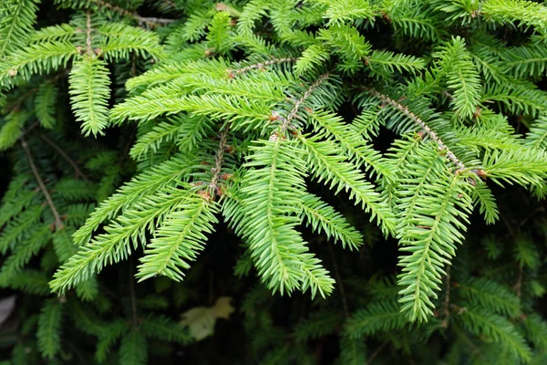 Picea Abies Nidiformis Outdoor Plants 2020 — Stock Photo, Image