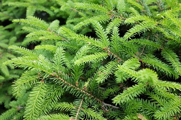 Picea Abies Nidiformis Szabadtéri Növények 2020 — Stock Fotó