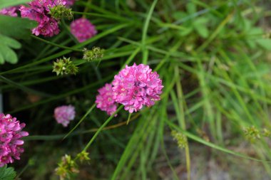 Armeria maritima (Plumbaginaceae), açık hava bitkileri 2020