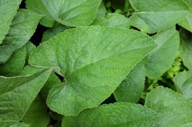 Phlomis russeliana (Lamiaceae), açık hava bitkileri 2020