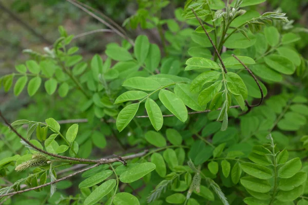 Anorpha fruticosa L. (Fabaceae), açık hava bitkileri 2020