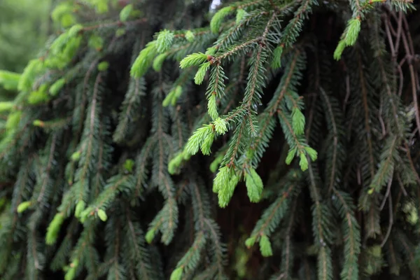 屋外植物 Picea Abies Rothenhaus 2020 — ストック写真