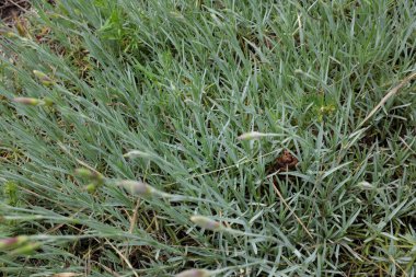 Dianthus plumarius (Caryophillaceae), açık hava bitkileri 2020