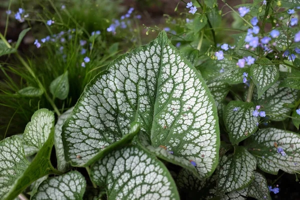 Brunnera Macrophylla Sea Heart Plantas Livre 2020 — Fotografia de Stock