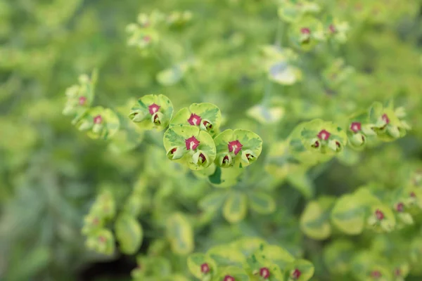 Euphorbia Martinii Ascot Rainbow Plantas Livre 2020 — Fotografia de Stock