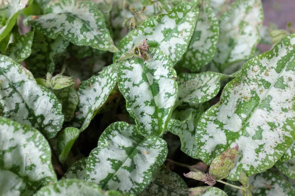 Pulmonaria Longifolia Diana Clare Plantas Livre 2020 — Fotografia de Stock