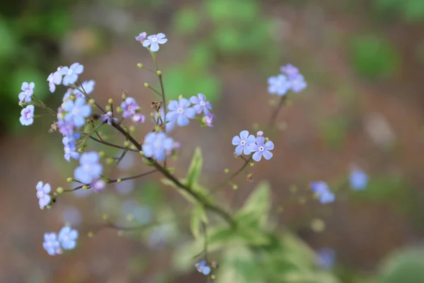 Brunnera Macrophylla Hadspen Cream 户外植物2020 — 图库照片