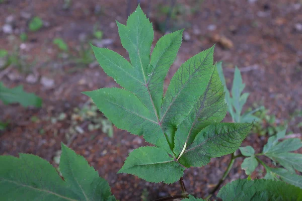 Angelika Gigas Apiaceae Piante Esterno 2020 — Foto Stock