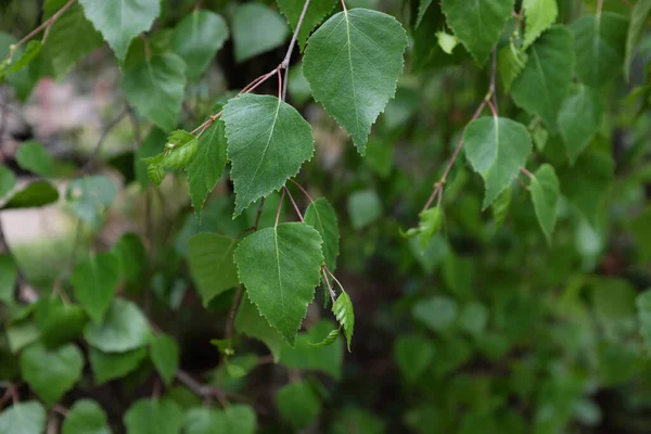 Betula Verrucosa Roth Youngii Plantas Livre 2020 — Fotografia de Stock