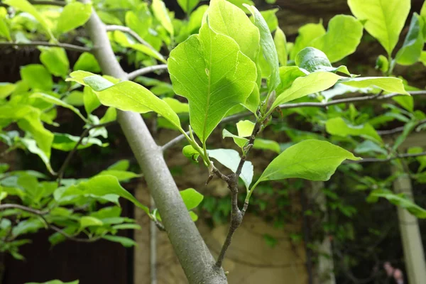 Magnolia Soulangeana Bod Magnoliaceae Plantes Plein Air 2020 — Photo