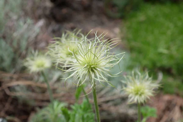 Pulsatilla Vulgaris Pinwheel White Plantas Livre 2020 — Fotografia de Stock