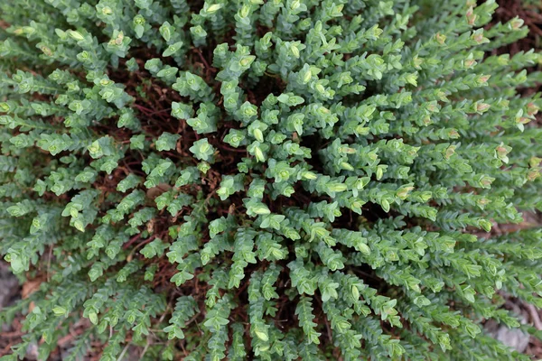 Hypericum Olympicum Hypericaceae Buitenplanten 2020 — Stockfoto