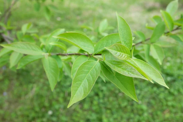 Diospyros Virginiana Ebenaceae Plantes Plein Air 2020 — Photo