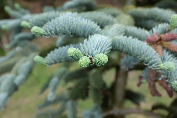 Abies Procera Rehd Pinaceae Plantas Livre 2020 — Fotografia de Stock