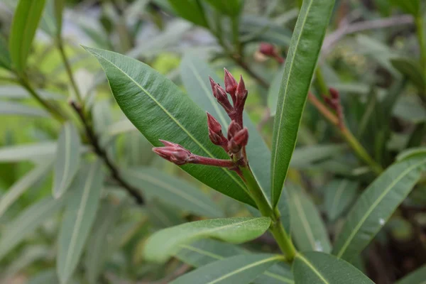 Nerium Oleander Apocynaceae Plantas Aire Libre 2020 — Foto de Stock
