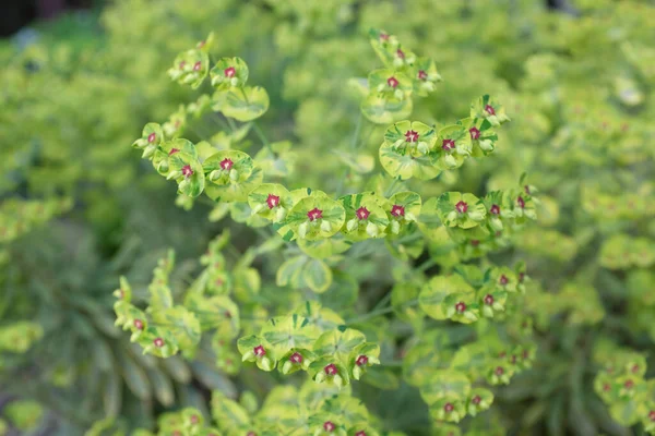 Euphorbia Martinii Ascot Rainbow Open Plants 2020 Стокова Картинка