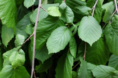 Corylus avellana L. (Pendula), açık hava bitkileri 2020