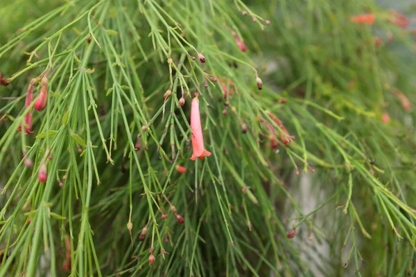 Russelia Equisetiformis Scrophulariaceae Szabadtéri Növények 2020 — Stock Fotó