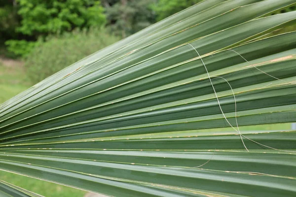 Sabal Palmetto Lodd Arecaceae Friluftsväxter 2020 — Stockfoto