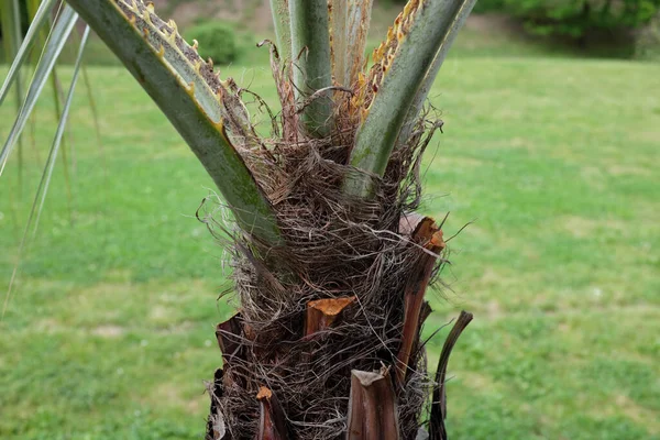 Brahea armata Watson. (Arecaceae), 2020 açık hava bitkileri
