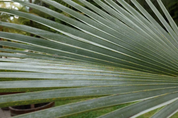 Brahea Armata Watson Arecaceae Friluftsväxter 2020 — Stockfoto