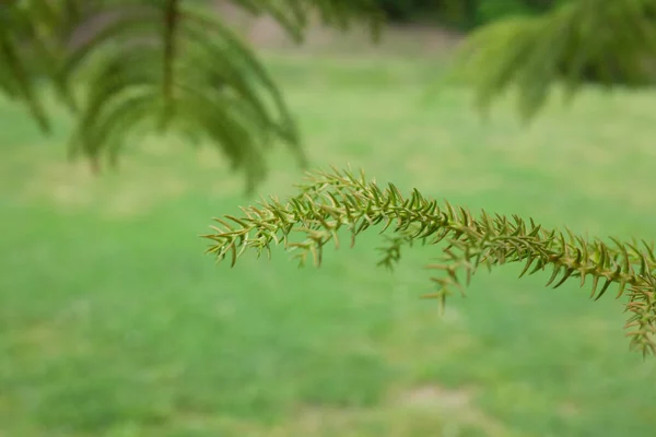 アラウカリアエキセルサ Heterophyla 屋外植物2020 — ストック写真