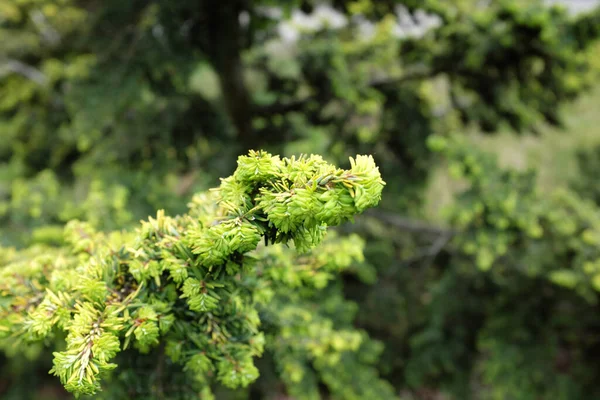 Tsuga Canadensis Carriere Aueromagrinata Plants 2020 — 스톡 사진