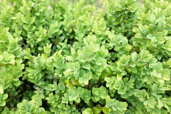 Buxus Sempervirens Buxaceae Outdoor Plants 2020 — Stock Photo, Image