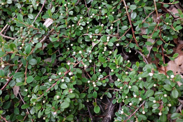 Cotoneaster Horizontalis Decne Rosacées Plantes Plein Air 2020 — Photo