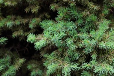 Picea glauca Moench, Voss. (Conica), 2020 açık hava bitkileri