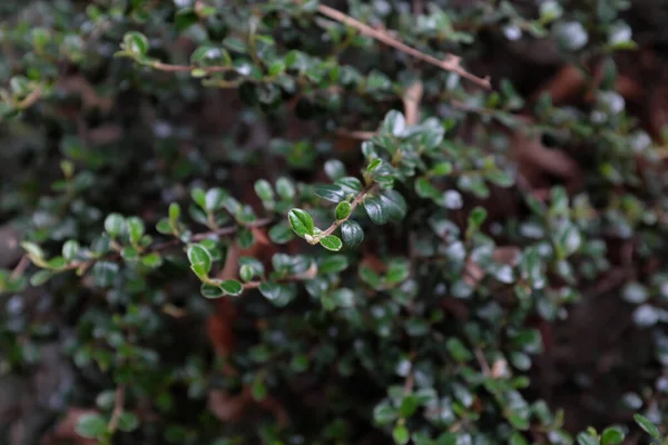 Cotoneaster Buxifolius Lindl バラ科 屋外植物2020年 — ストック写真