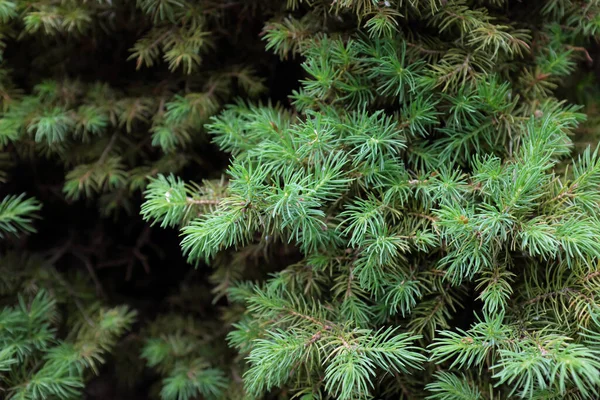 Picea Glauca Mönch Voss Conica Freilandpflanzen 2020 — Stockfoto