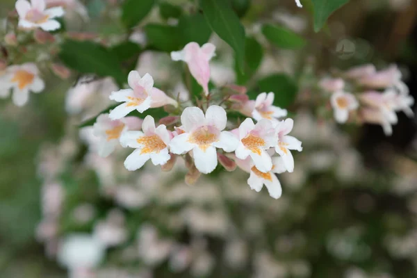 Kolkwitzia Amabilis Graebn Caprifoliaceae Venkovní Rostliny 2020 — Stock fotografie