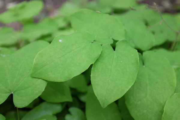 Epimedium Pubigerum Волосатый Бесплодник Outdoor Plants 2020 — стоковое фото