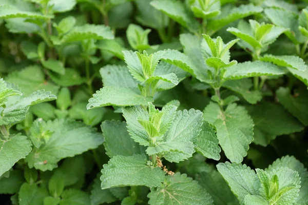 Nepeta Grandiflora Blue Danube Tanaman Luar Ruangan 2020 — Stok Foto